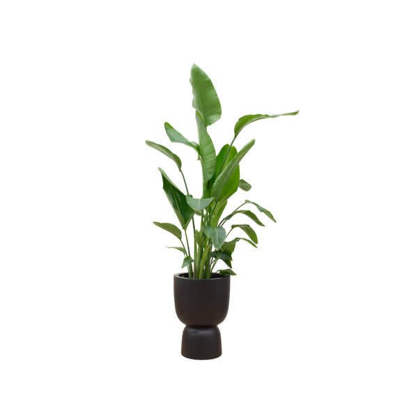 Strelitzia Nicolai inclusief Elho Pure Coupe pot  Ø35 - 200 cm