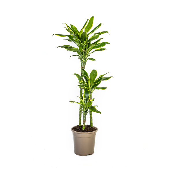 Dracaena Fragrans Golden Coast  - ↕100/140cm