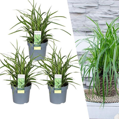 Carex morrowi 'Ice Dance' - Ø 14 cm - ↨ 25 cm