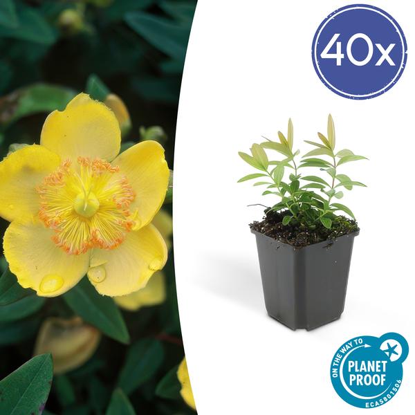 Hypericum calycinum - ↕10-25cm - Ø9cm - Gouden Sint-Janskruid