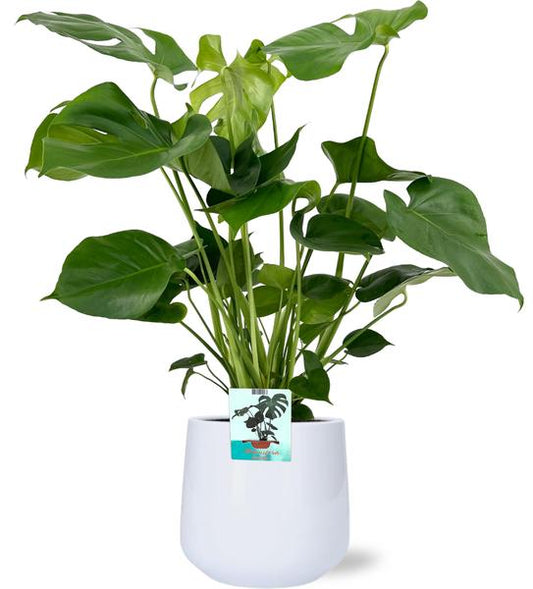 Monstera Deliciosa - Ø19cm - 60cm + Puglia Pot D21/23,5x21cm - Wit