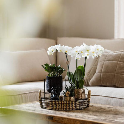 Kolibri Company | Gift set Home Hub | Plantenset met Phalaenopsis Orchidee en Succulenten incl. keramieken sierpotten