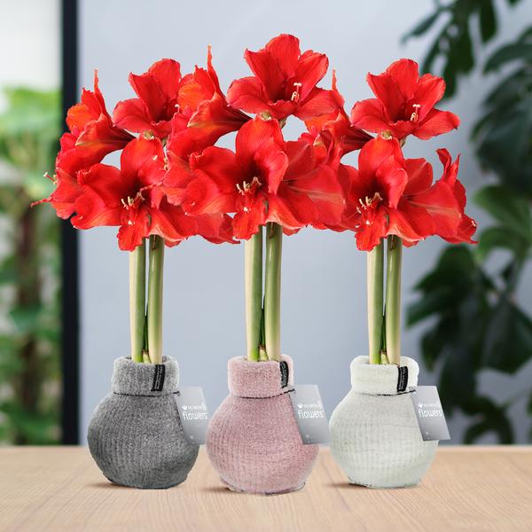 No Water Flowers® (wax amaryllis) | Fashionz Cozy Fluffy Mix (3 pack) + Red flower