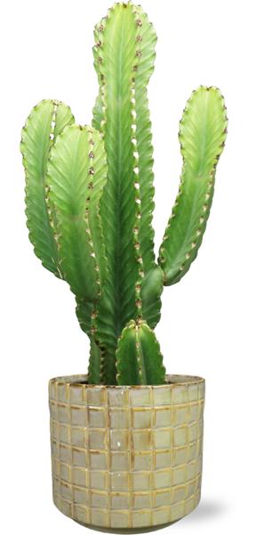 Euphorbia Acrurensis - Ø24cm - ↕90cm + Stian Pot D25x22cm - Groen