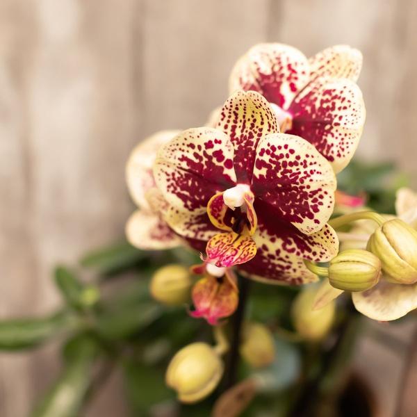 Kolibri Orchids | COMBI DEAL van 4 geel rode phalaenopsis orchideeën - Spain - potmaat Ø9cm | bloeiende kamerplant - vers van de kweker