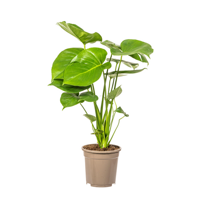 Monstera Deliciosa Tauerii Ø17cm - ↕60cm