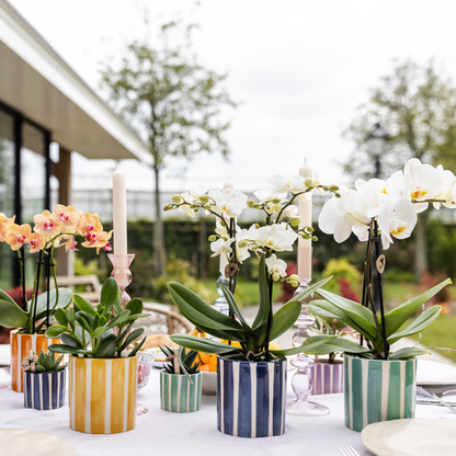 Kolibri Orchids | witte phalaenopsis orchidee Lausanne + Painted Stripe sierpot turquoise - potmaat Ø9cm | bloeiende kamerplant - vers van de kweker