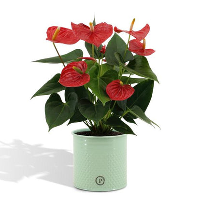 Anthurium andreanum Esudo incl. PURE zink - 45cm - Ø12