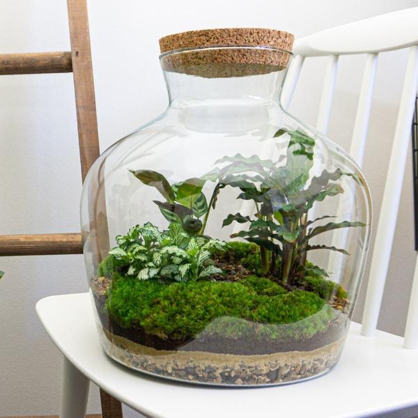 DIY terrarium -  Fat Joe - ↕ 30 cm - Normal