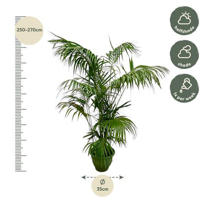 Kentia palm (Howea Forsteriana) – Tijdloze Tropische Elegantie