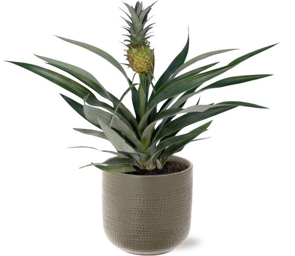 Bromelia Ananas Ø12cm -↕30cm + Pot