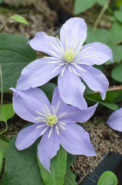 3x - Clematis Justa - ↨65cm - Ø15