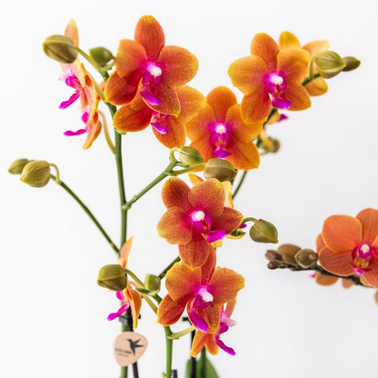 Kolibri Orchids I COMBI DEAL van 2 geurende oranje Phalaenopsis orchideeën - potmaat Ø12cm | bloeiende kamerplant - vers van de kweker