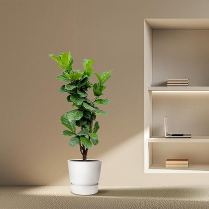 Ficus Lyrata vertakt - 180cm - ⌀32