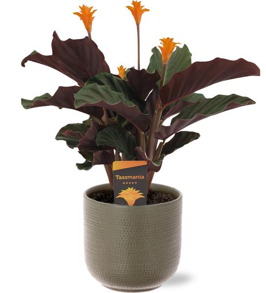 Calathea Crocata - Ø14cm - ↕40cm + Pot