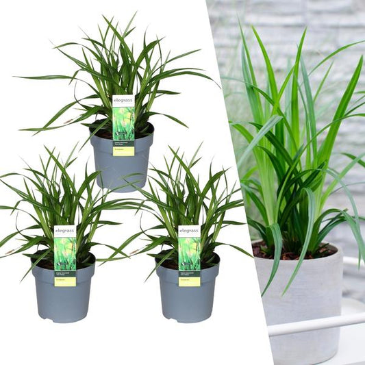 Carex morrowi 'Irish Green' - Ø 14 cm - ↨ 25 cm