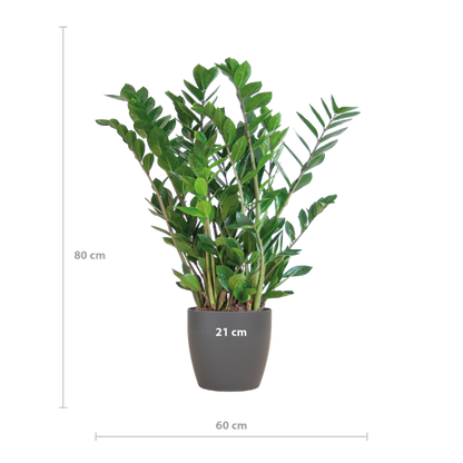 Zamioculcas Zamiifolia met Viber grijs - 80cm - Ø21