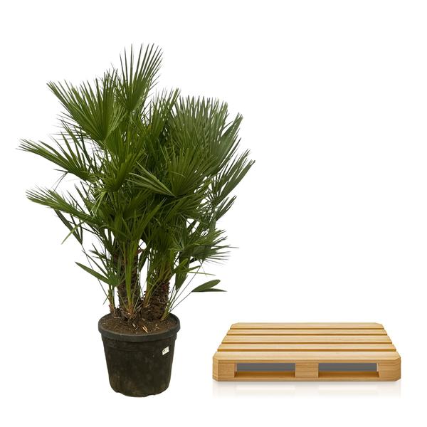 Chamaerops Humilis multi stam - 180 cm - Ø45cm