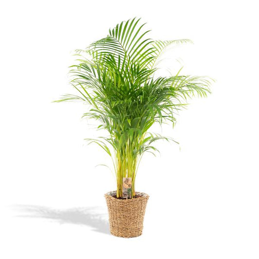 Areca met mand - ↨110cm -Ø21cm