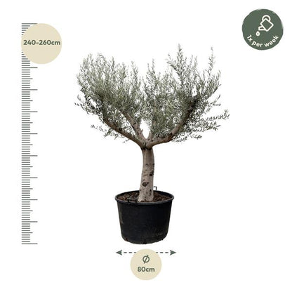 Olijfboom Europaea Cultivo - 250cm- Ø80