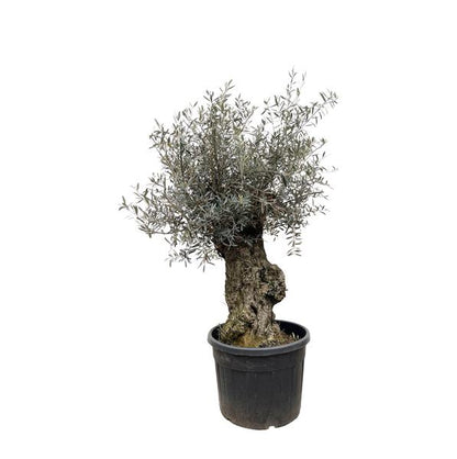 Olijfboom Europaea Bonsai - 250cm- Ø65