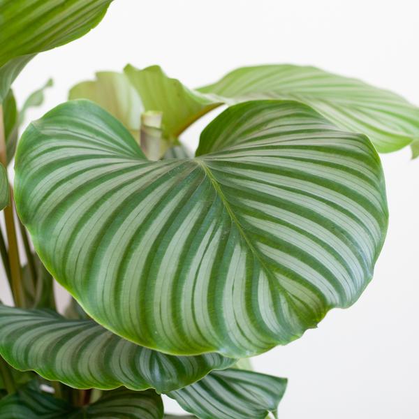 Calathea Orbifolia met Lissabon mand zwart - 65cm - Ø21