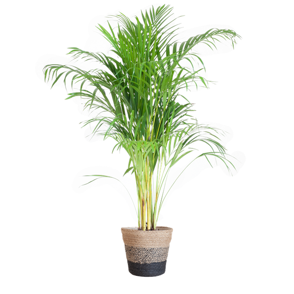 Areca Palm (Dypsis) met Sofia mand naturel/zwat/wit - 100cm - Ø21