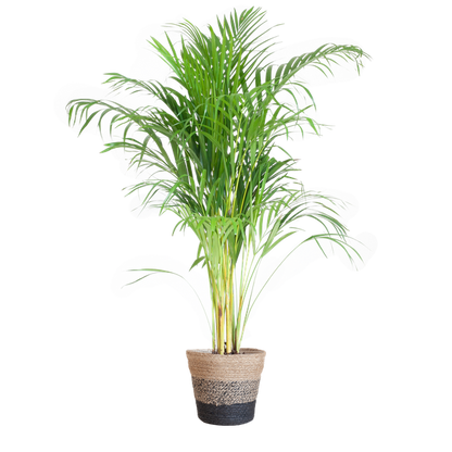 Areca Palm (Dypsis) met Sofia mand naturel/zwat/wit - 100cm - Ø21