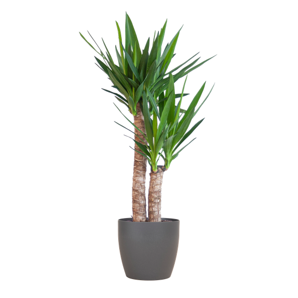 Yucca Elephantipes met Viber Pot - 90cm - Ø21