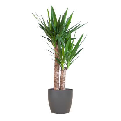 Yucca Elephantipes met Viber Pot - 90cm - Ø21