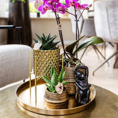 Kolibri Company | Gift set Hotel Chic| Plantenset met paarse Phalaenopsis Orchidee en Succulenten incl. keramieken sierpotten