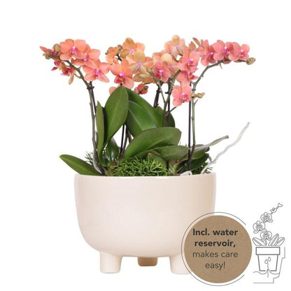 Kolibri Orchids | oranje plantenset in Gummy dish incl. waterreservoir | drie oranje orchideeën en drie groene planten | Jungle Bouquet oranje met zelfvoorzienend waterreservoir