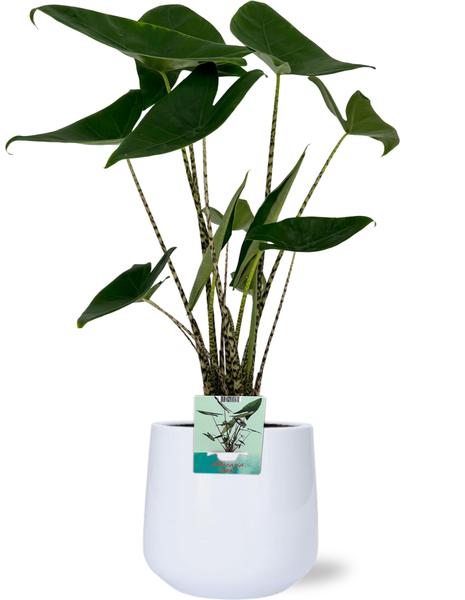 Alocasia Zebrina - Ø19cm - ↕75cm + Puglia Pot D21/23,5x21cm - Wit