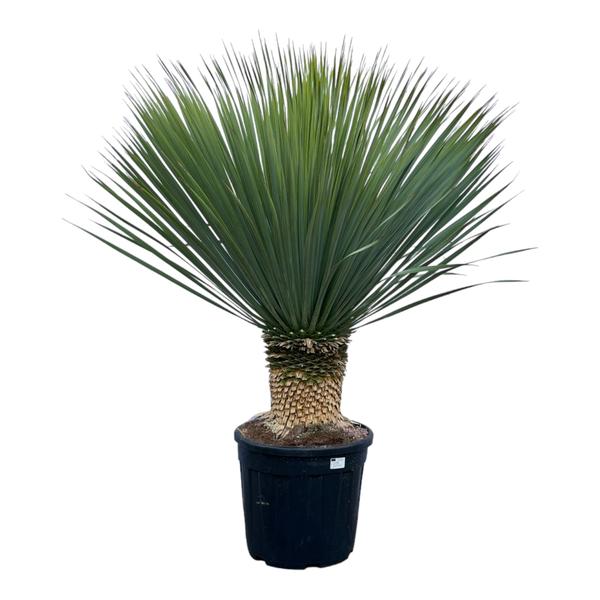 Yucca Rostrata - 140 cm - Ø45cm