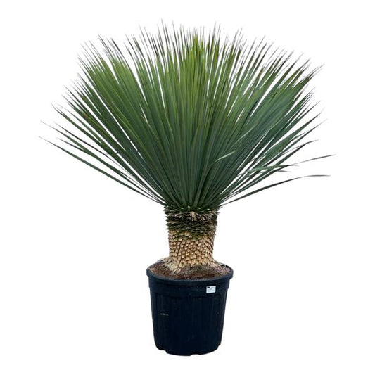 Yucca Rostrata - 140 cm - Ø45cm