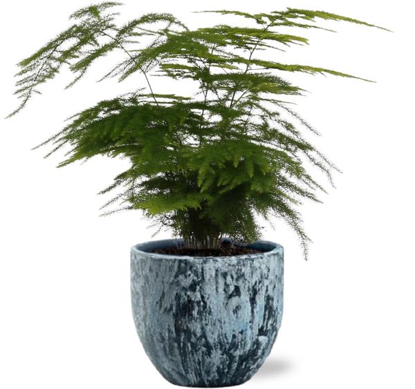 Asparagus Setaceus - Ø12cm - ↕35cm + Sem Pot D14x13cm - Blauw