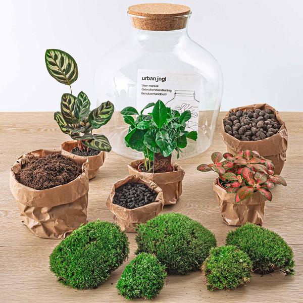 DIY terrarium - Fat Joe Coffea - ↕ 30 cm - Normal