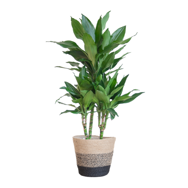 Dracaena  Janet Lindt met Pot of Mand - 95cm - Ø21