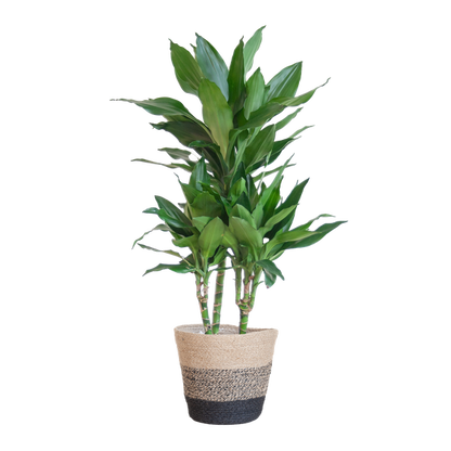 Dracaena  Janet Lindt met Pot of Mand - 95cm - Ø21