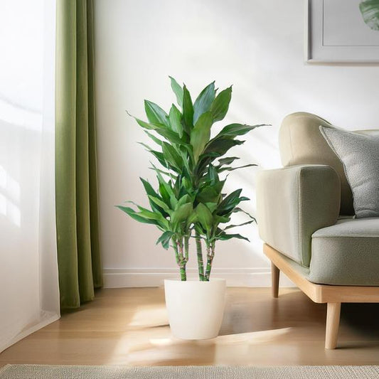 Dracaena  Janet Lindt met Pot of Mand - 95cm - Ø21