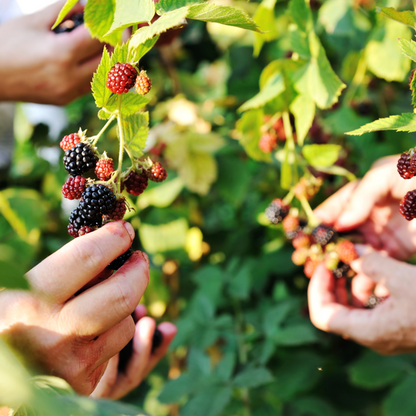 Biologische bramenplanten - Ø 13 cm - ↨ 20 cm