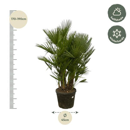 Chamaerops Humilis multi stam - 180 cm - Ø45cm