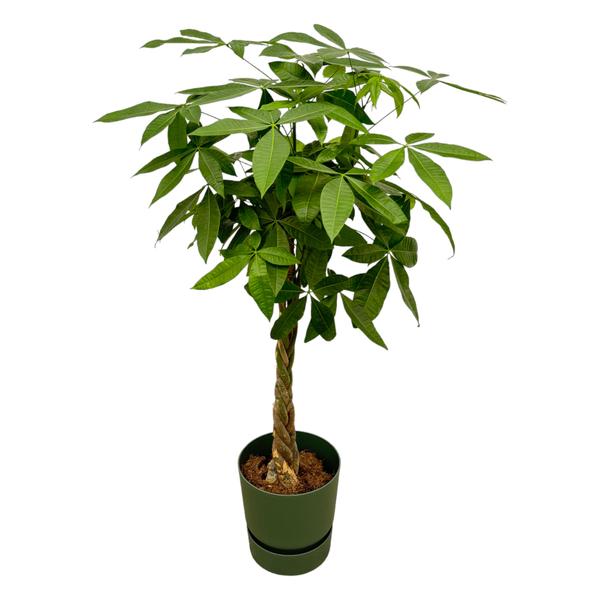 Pachira Aquatica inclusief Elho Pot - 160cm - Ø30