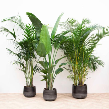 XXL-Box - Kentia 200 cm, Strelitzia Nicolai 225 cm, Areca 200 cm - Luchtzuiverende Kamerplanten