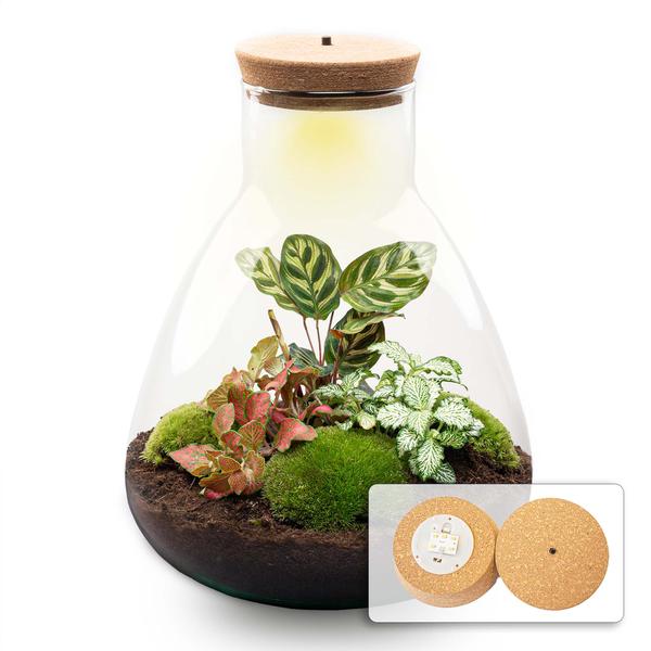 DIY terrarium - Sam Calathea with Light - ↕ 30 cm - Normal