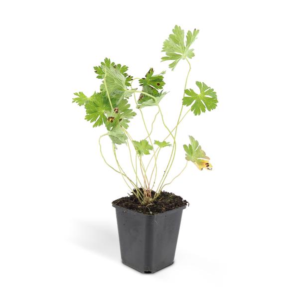 Geranium Rozanne - ↕10-25cm - Ø9cm - Tuinplanten