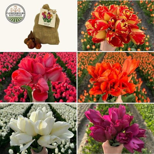 Flowerbulbs Amsterdam - Medium Tulip Mix - Duurzame voordeelzak, 50 bloembollen voor 1 m2 bloemenpracht - Maat 12+