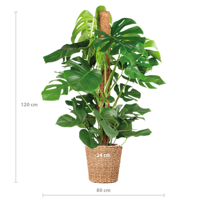 Monstera Deliciosa XL met Torun mand - 120cm - Ø24