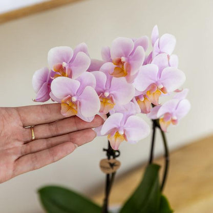 Kolibri Orchids | COMBI DEAL van 2 Roze phalaenopsis orchideeën - Andorra - potmaat Ø9cm | bloeiende kamerplant - vers van de kweker