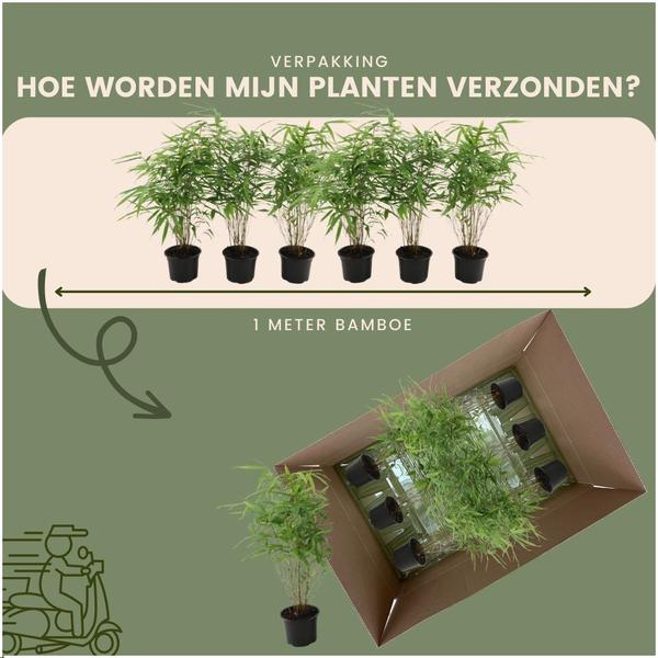 6 x Fargesia Rufa Ø12 cm - ↕25 cm - niet woekerende bamboe